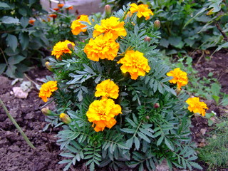 Beautiful summer flowers. Lush blooms. Bright summer day.