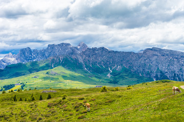 Fototapeta na wymiar Alpe di Siusi, Seiser Alm with Sassolungo Langkofel Dolomite, a herd of sheep grazing on a lush green field