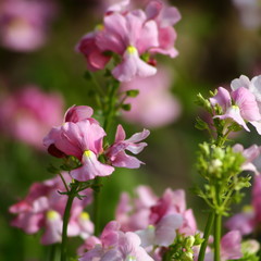 Fototapeta premium もう春だよね