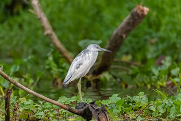 Little Blue Heron, Egretta caerulea, juvenile, bird perched on a branch in Costa Rica