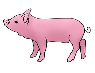 Pig