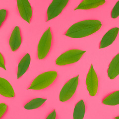 Flat lay pattern with fresh green leaves