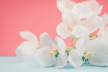 Fototapeta na wymiar Apple blossoms over blurred color background