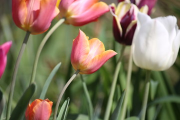 Champ de tulipes