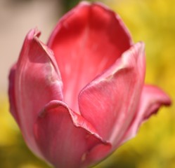 Tulipe rose