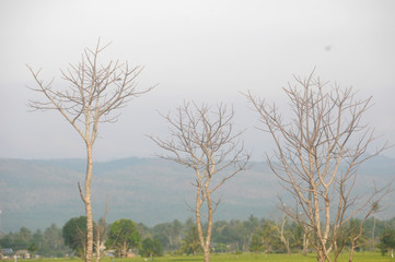 Three bald trees against the background of the Seulawah hill