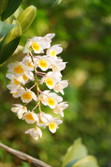 Obraz na płótnie Canvas White yellow orchid plant flower 