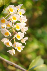 White yellow orchid plant flower 
