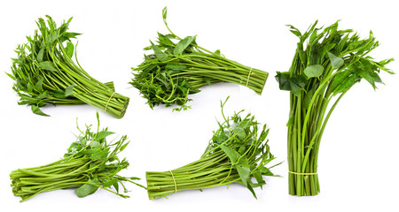 Swamp Morning Glory on white background