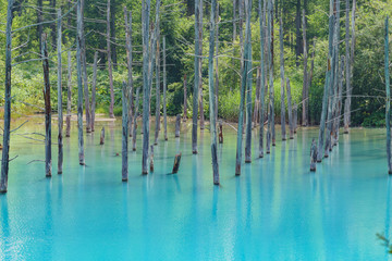 The beautiful Shirogane Blue Pond