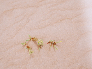 detail of little plants growing in the sand of the desert