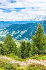 Alpe di Siusi, Seiser Alm with Sassolungo Langkofel Dolomite, a tree with a mountain in the background