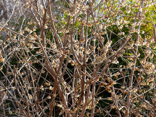 Le chimonanthe (Chimonanthus yunnanensis). Un arbuste à floraison hivernale originaire de Chine avec ses clochettes de fleurs blanches aux étamines rouge sur des branches nues.
