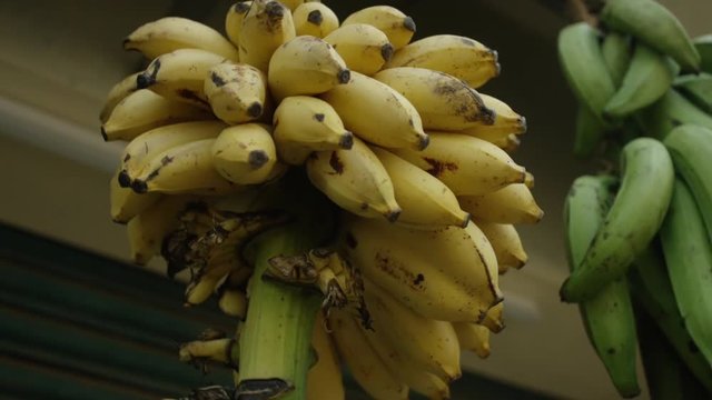 Small bananas selling in the market. Asia