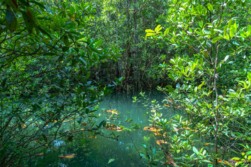 Fototapeta premium Tha Pom Klong Song Nam amazing nature in Krabi.Tha Pom Swamp Forest is a forest with.many beautiful water sources. clear and clean emerald water blowdown pass the beautiful root of mangrove tree