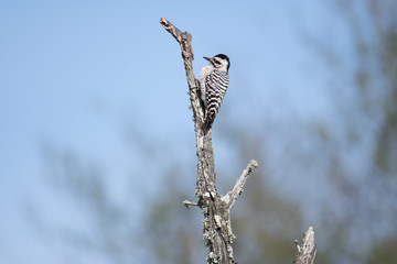 woodpecker