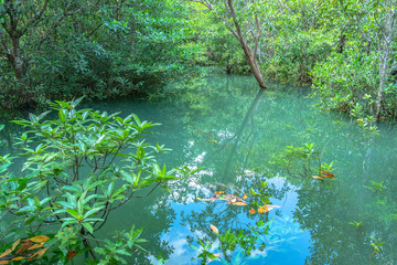 Tha Pom Klong Song Nam amazing nature in Krabi.Tha Pom Swamp Forest is a forest with.many beautiful water sources. clear and clean emerald water blowdown pass the beautiful root of mangrove tree