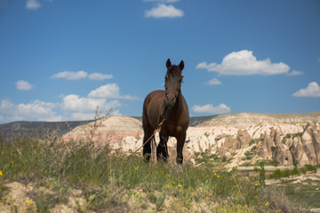 One horse over Cappadocia summer landscape, blue sky, Turkey