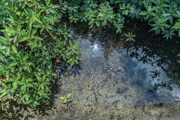 newborn of mangrove trees in perfect swamp forest at Tha Pom Klong Song Nam amazing nature in Krabi