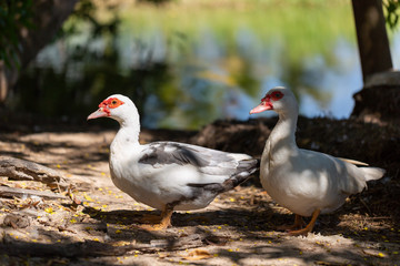 white domestic ducks. The duck is white, in nature.