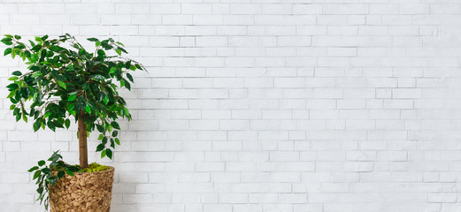 Home gardening concept