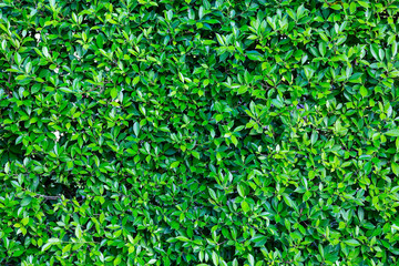 green leaf texture as background