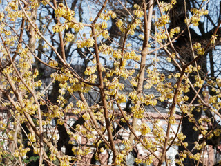 Le chimonanthe (Chimonanthus yunnanensis). Un arbuste à floraison hivernale originaire de Chine avec ses clochettes de fleurs blanches aux étamines rouge sur des branches nues.