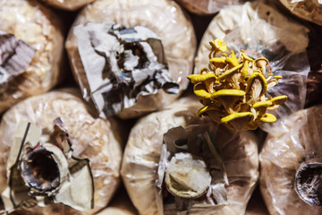 Cultivation and harvesting mushrooms in mushroom food farming. Growing techniques require right combination of humidity, temperature, substrate (growth medium) and inoculum (spawn or starter culture)