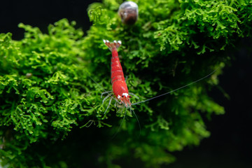 Santa super red crystal shrimp climbing down ricardia aquatic moss in freshwater aquarium