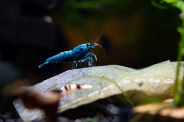 Blue bolt shrimp standing on probiotic bag in freshwater aquarium