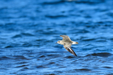 Kiebitzregenpfeifer (Pluvialis squatarola) in Schweden im Herbst	