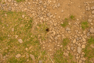 Alpe di Siusi, Seiser Alm with Sassolungo Langkofel Dolomite, a close up of a rock