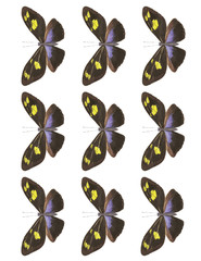Mariposas