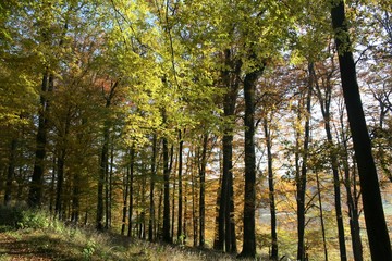 forest in autumn