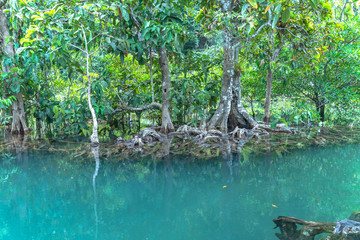 green water in green perfect swamp forest at Tha Pom Klong Song Nam amazing nature in Krabi