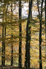 beech forest in autumn
