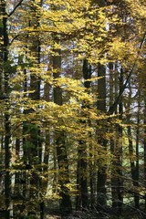 autumn in the beech forest