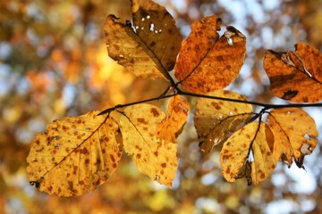 beech tree leaves