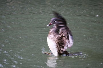 Canard