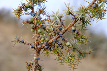 Wacholder (Juniperus communis)