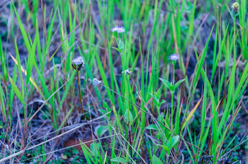 grass flowers field