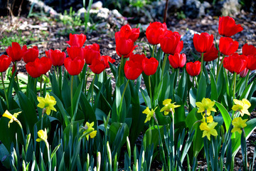 Tulip and Daffodil flowers