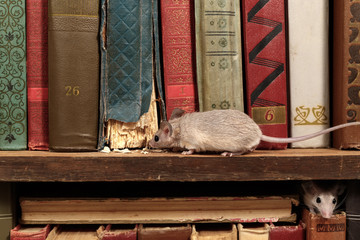 Close-up two young mice on  the old books on the shelf in the library. Concept of rodent control.