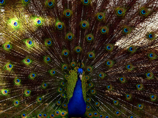 Obraz premium Peacock Closeup Shoots