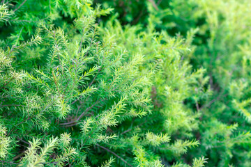 green leaf texture as background