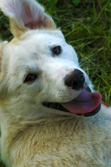 Funny young white dog lying on the grass with his tongue hanging out.