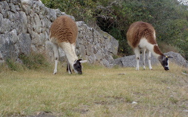 Naklejka na ściany i meble Two guanacos grazing in the highlands of Machu Picchu