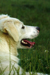 Funny young white dog lying on the grass with his tongue hanging out.