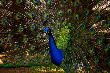 Obraz na płótnie Canvas Peacock Closeup Shoots