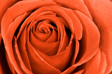 An orange rose macro closeup